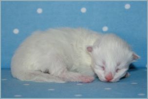 Male Siberian Kitten from Deedlebug Siberians